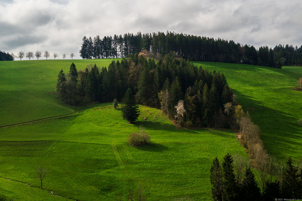 Such neatly-planted trees!