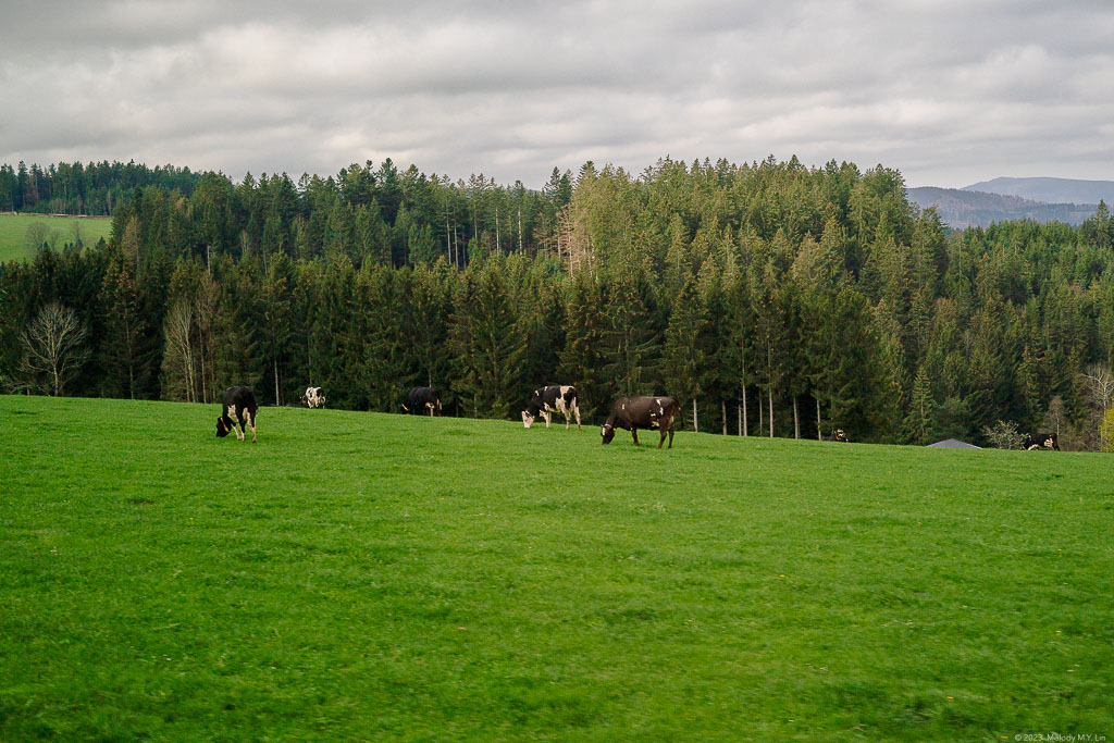 Cows grazing on the pasture.