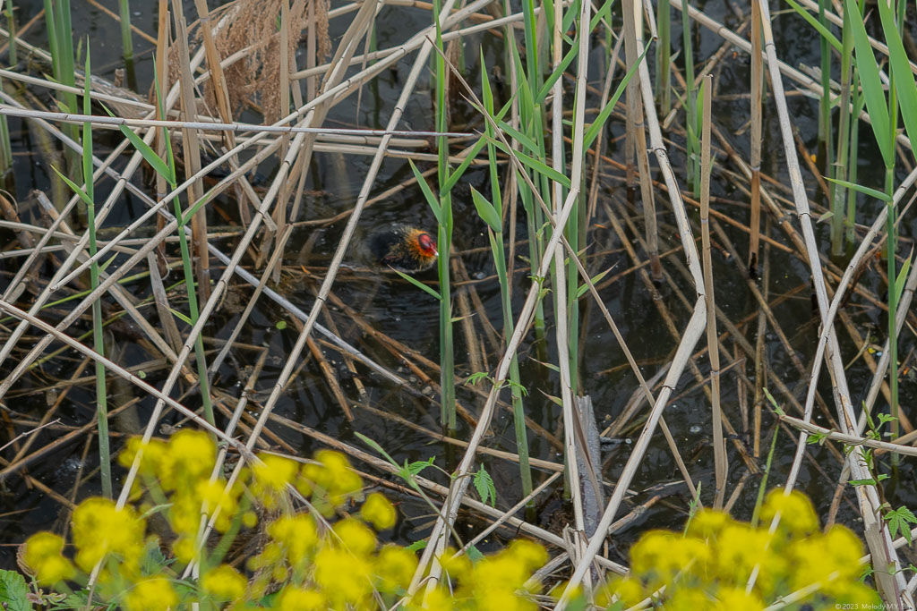 A coot chick