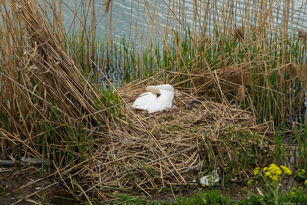 A swan sleeping on its nest.