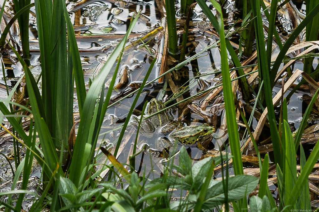 A frog in the grass