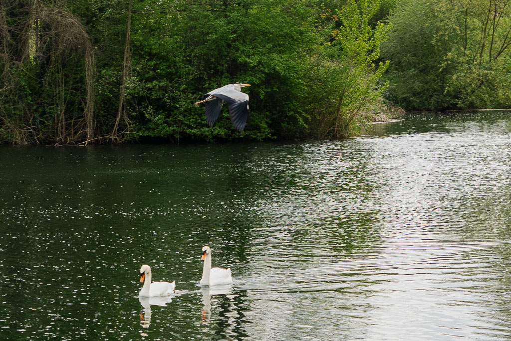 A great blue heron flies over the lake as two swans swim by.