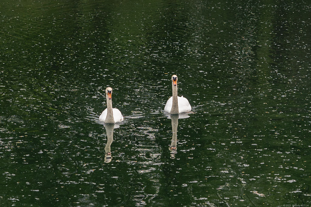 The pair of swans swim toward us.