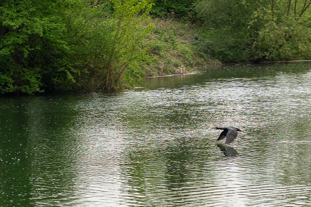 A cormorant-like bird flies across the lake surface.