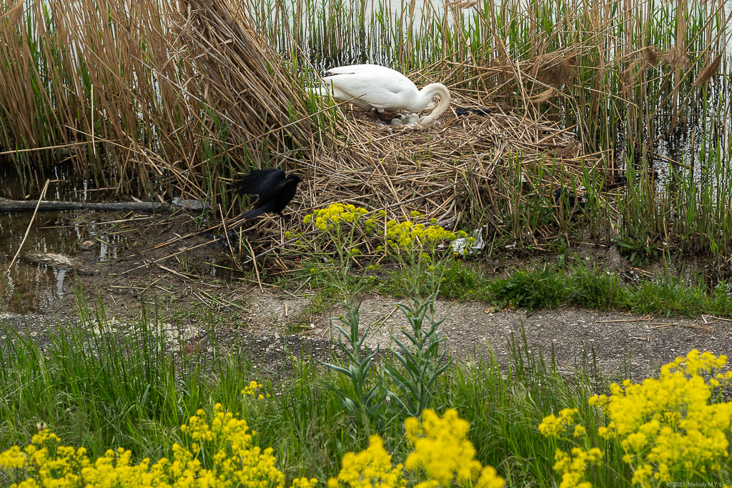 A raven lands on the swan nest.