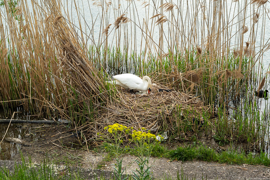 I think the swan was counting its eggs.