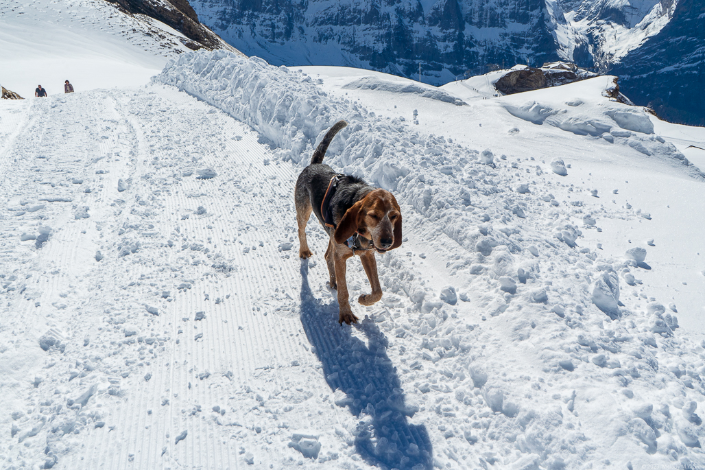 Hound walking in the snow