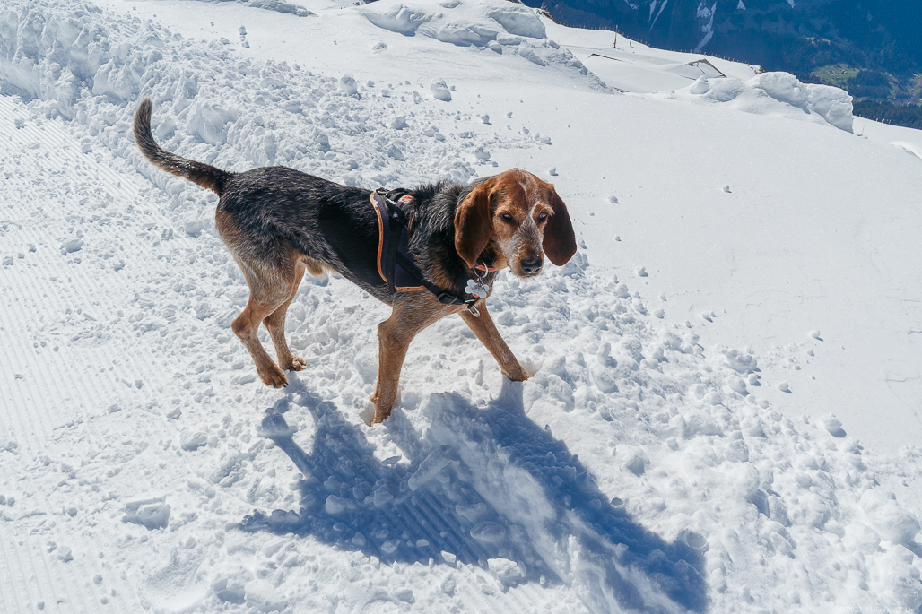 Hound walking in the snow