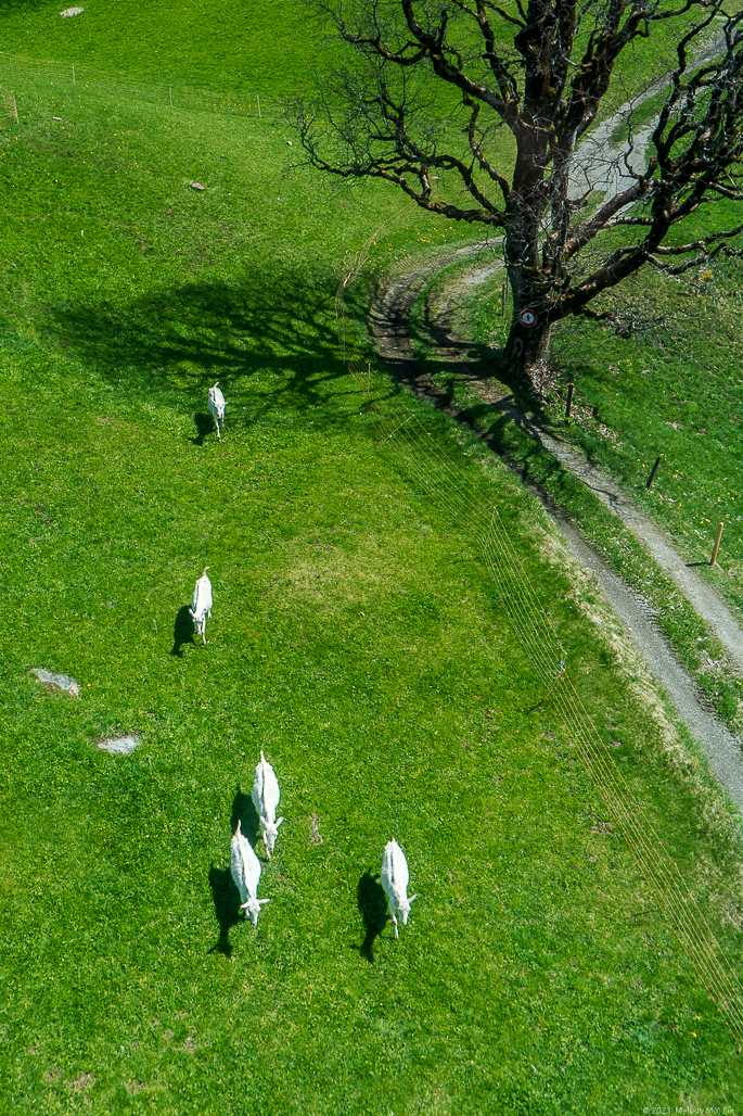 Sheep running along the pasture