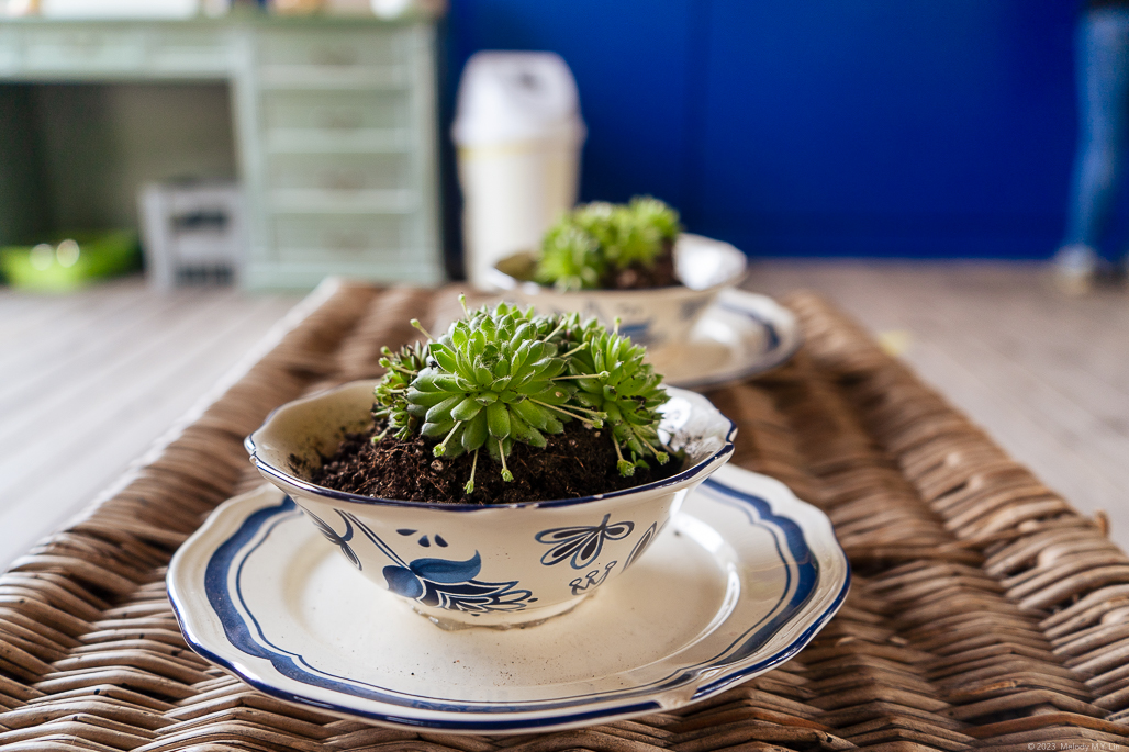 Succulents growing in teacups