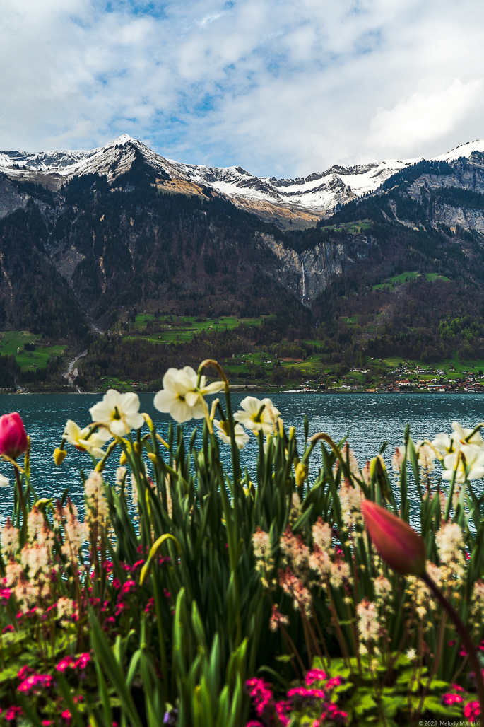 Daffodils and mountains