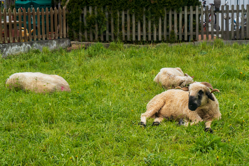 Sheep resting in the yard