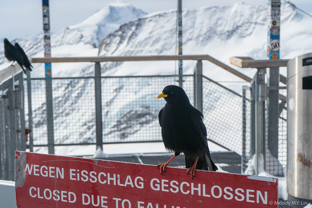 An Alpine Chough looks at the camera