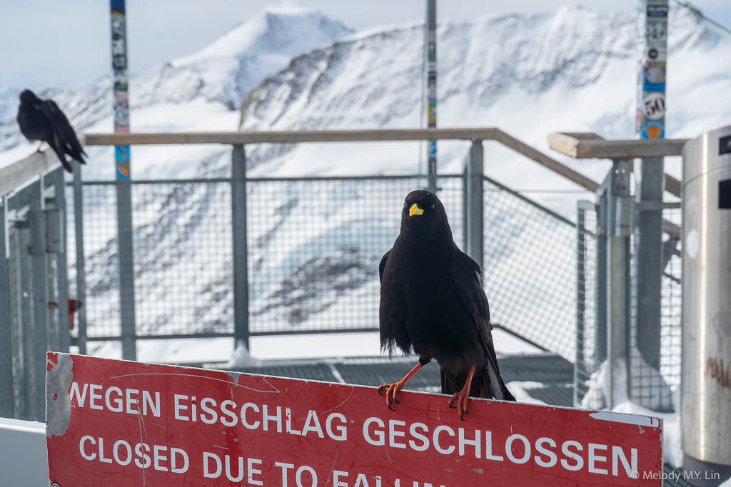 An Alpine Chough sits on a sign 