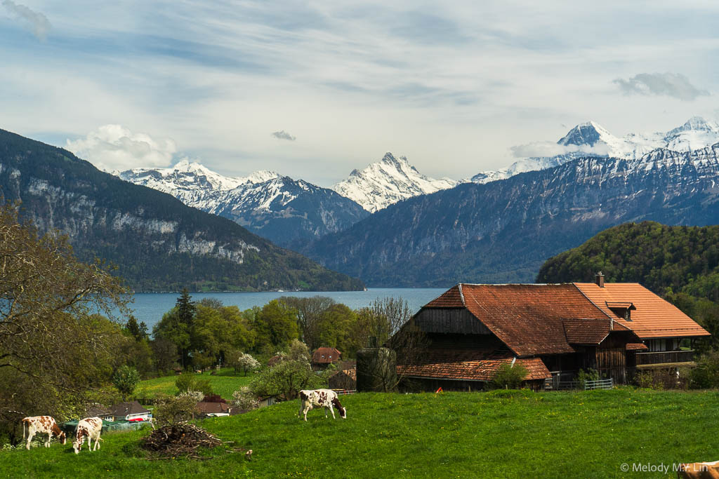 Cows grazing in the pasture with the Alps in the back