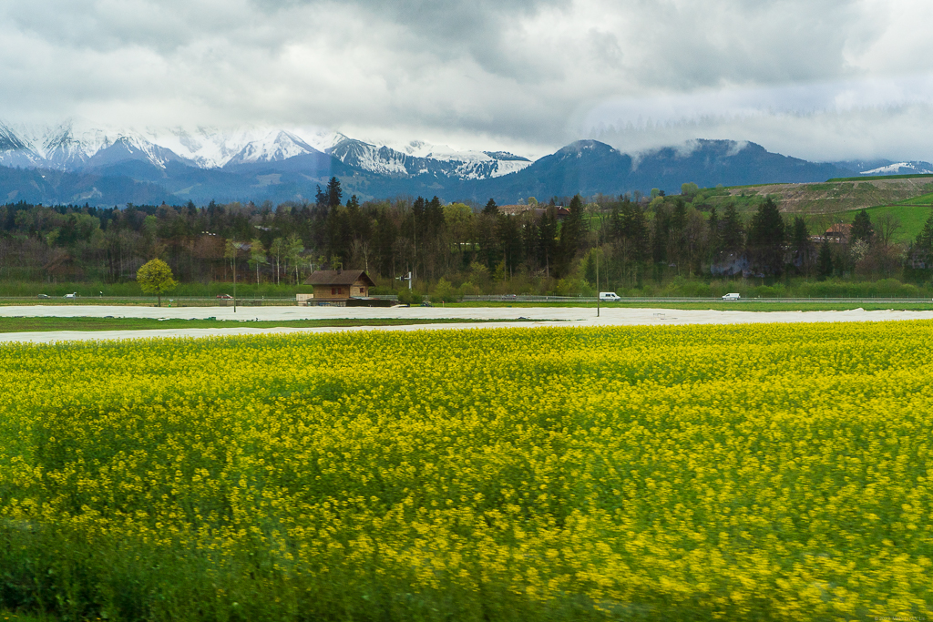 A field of yellow flowers and the Alps in the background