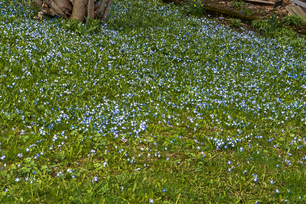 A meadow of small, blue, star-shaped flowers