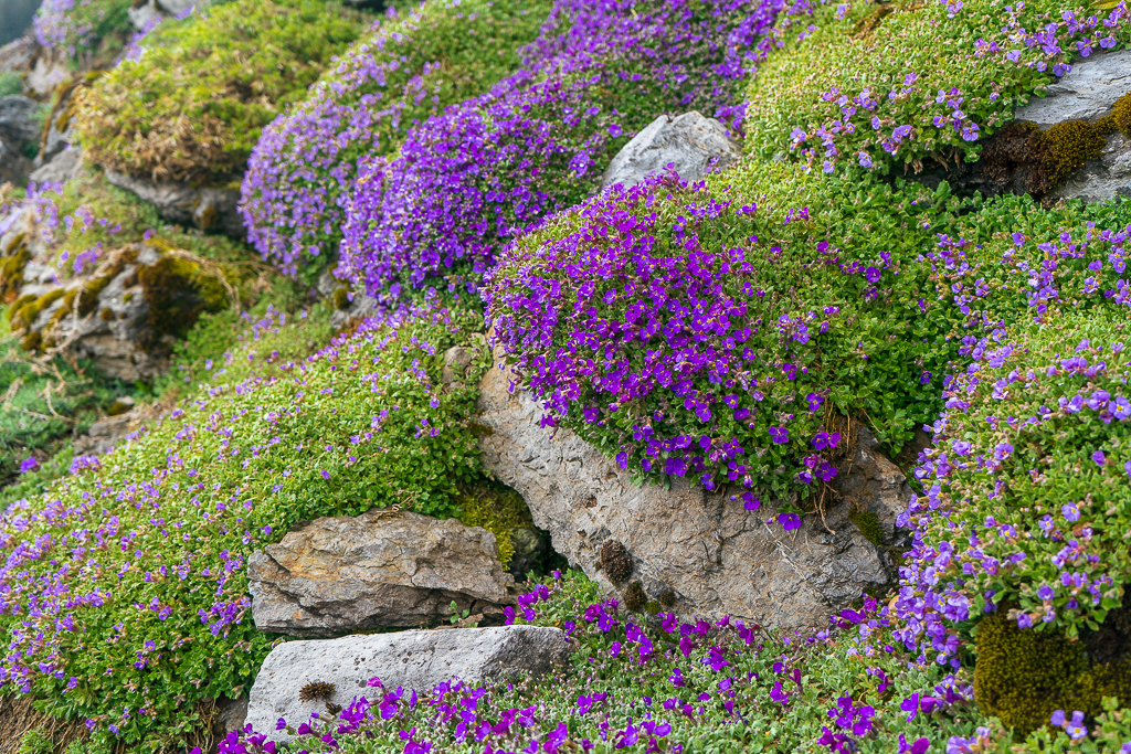 Alpine rock jasmine