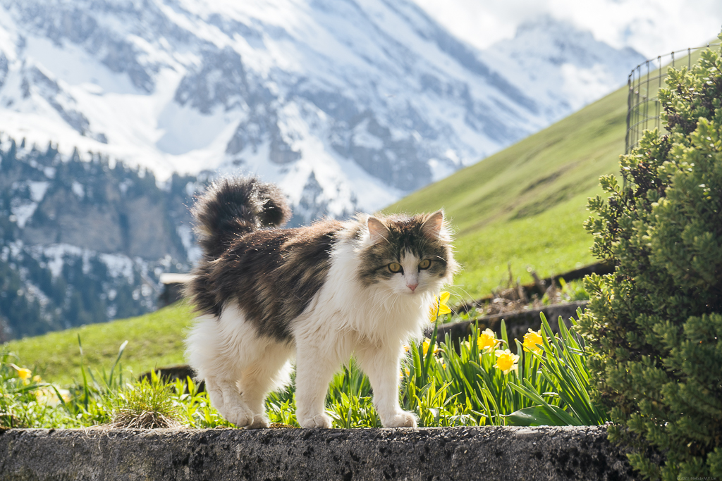 A fluffy cat walking along a wall