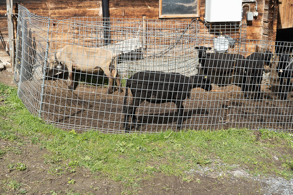 Black sheep behind fencing