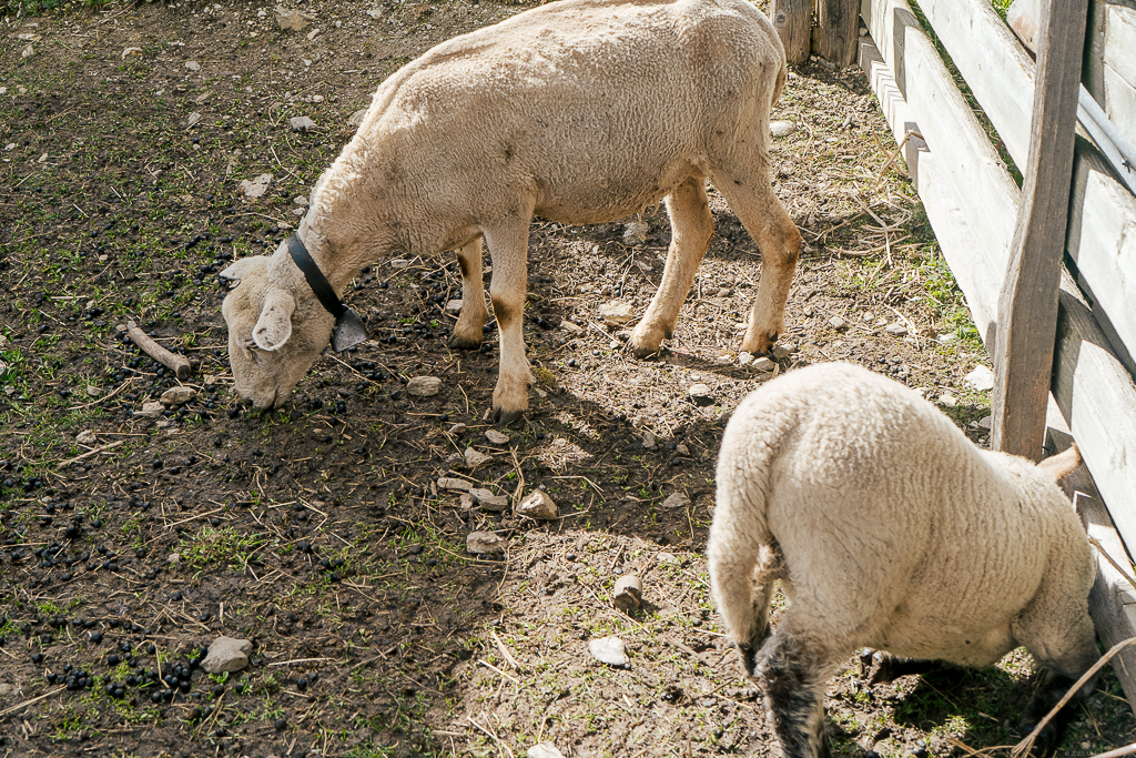 White seem eating grass