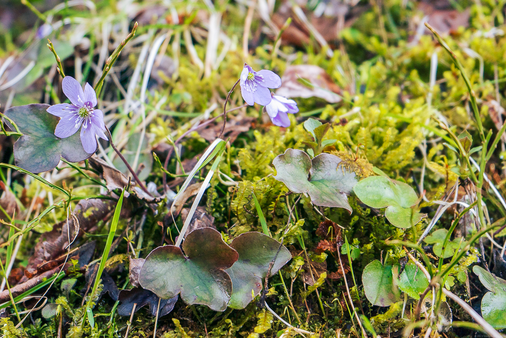 Small purple clover-like flowers