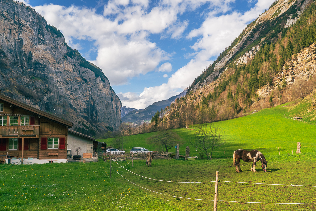 Horses grazing in the valley