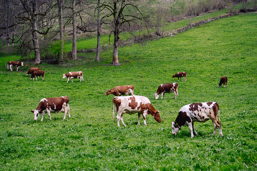 Cows grazing in the pasture