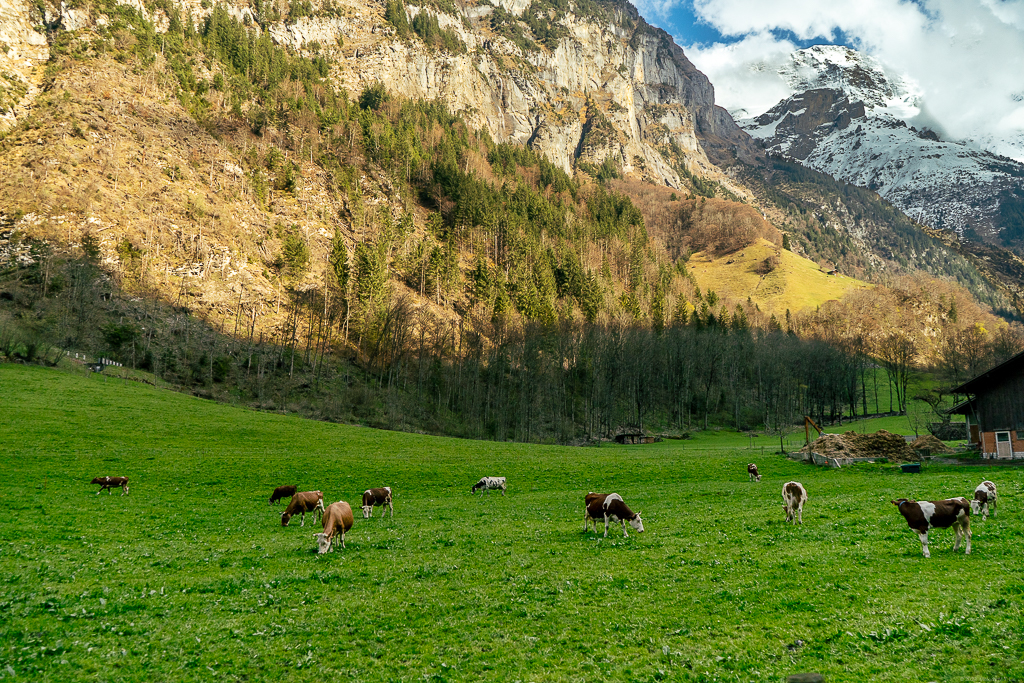 Cows in the pasture with Alps in the background