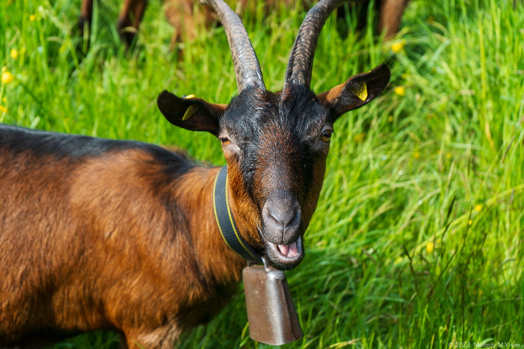 A goat with its mouth ajar, mid-chew