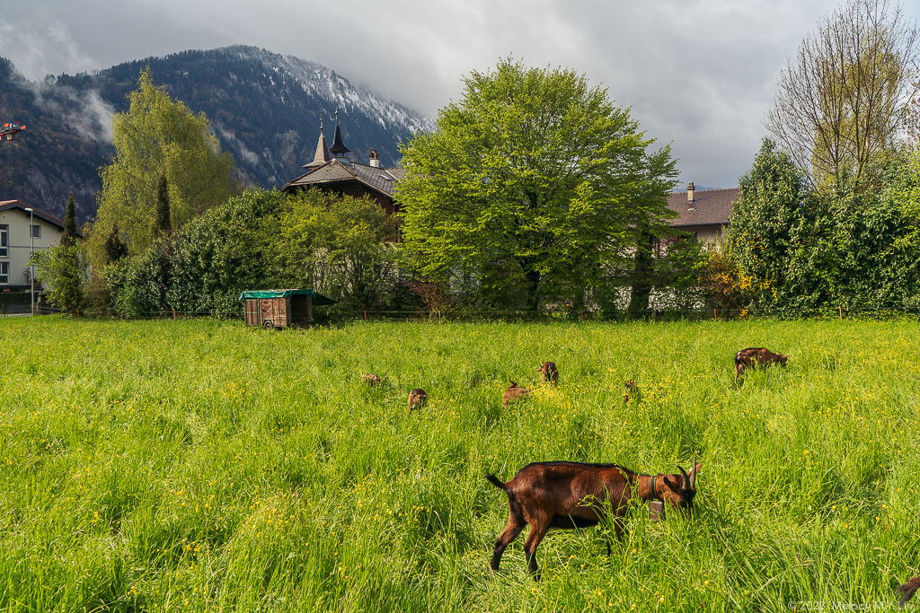 Goats grazing in the field, mountains the the background