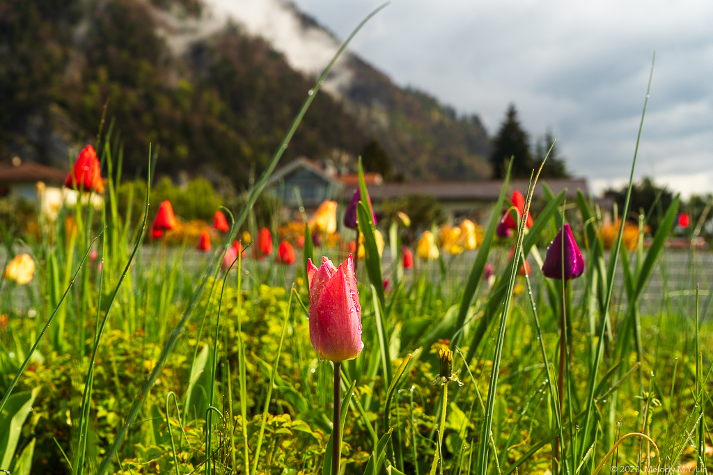 Multicolored tulips in the garden