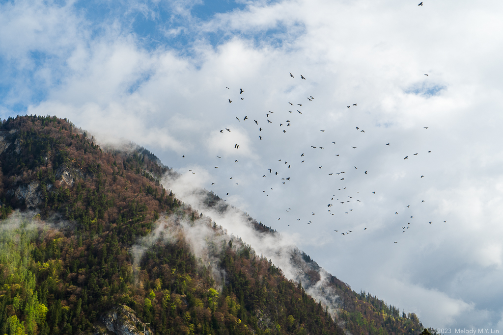 A murder of crows flying into the mountain mist