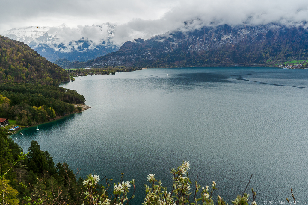 Small white daises in the foreground, with the lake as backdrop