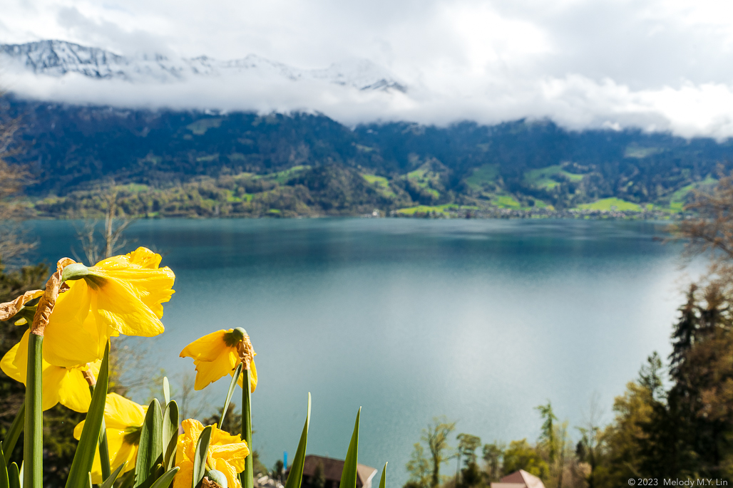 Daffodils overlooking Thunersee