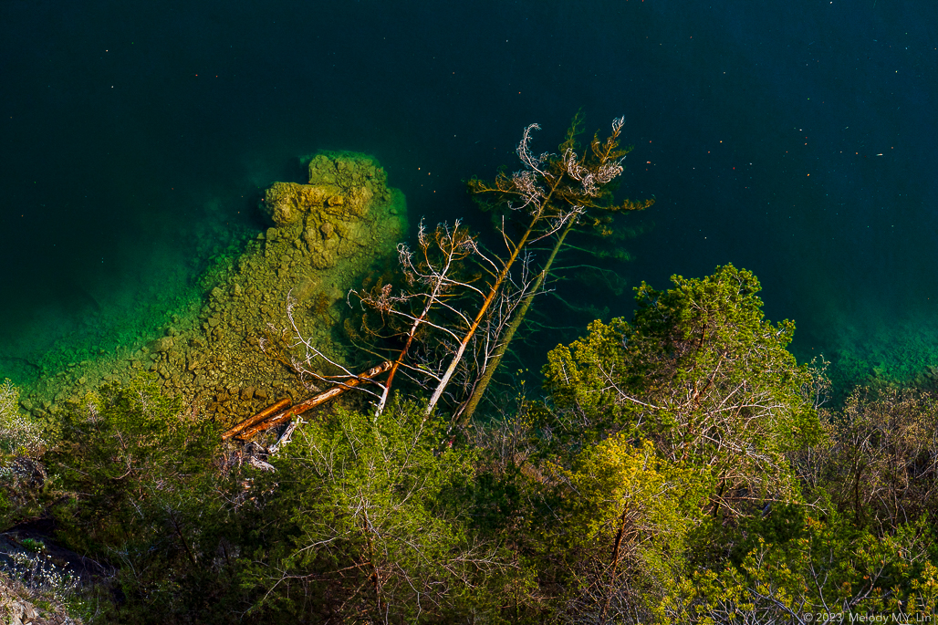 Fallen trees at the edge of the lake shore