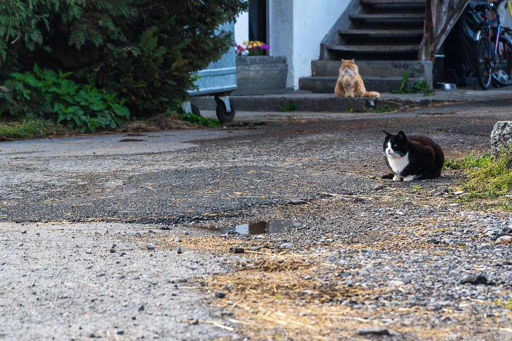 A tuxedo cat and orange cat sit on the ground outside a house