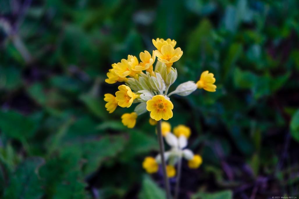 Mountain cowslip