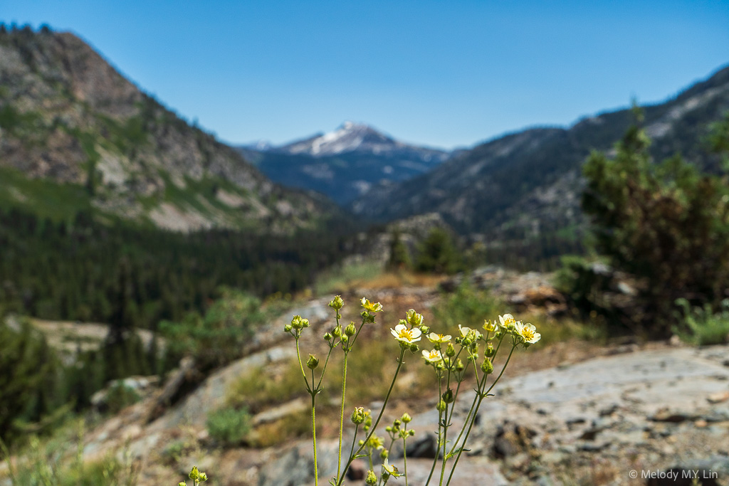 Small white flowers on the trail