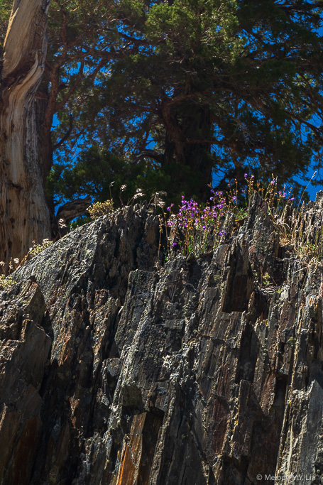 Purple flowers blooming on a rocky outcrop