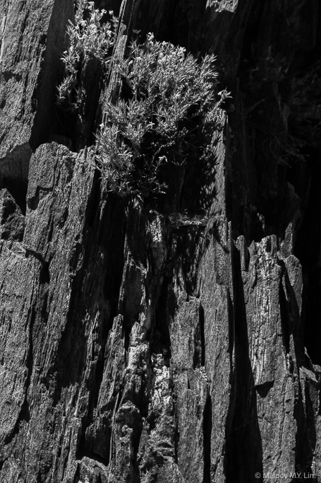 Flowers growing out from the cracks in the rock layers