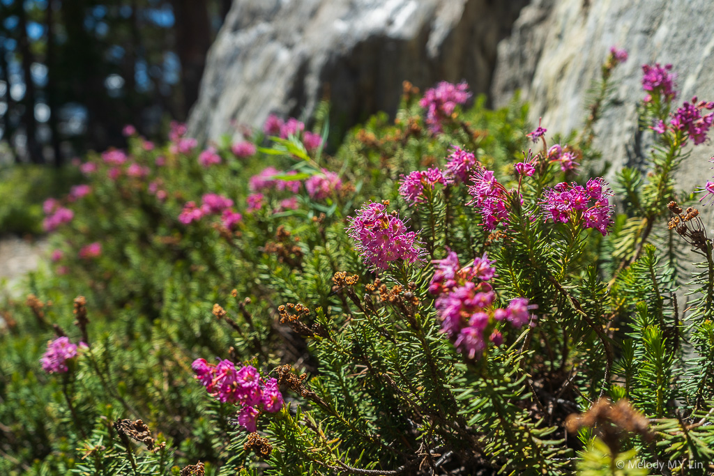 Red mountain heather blooming