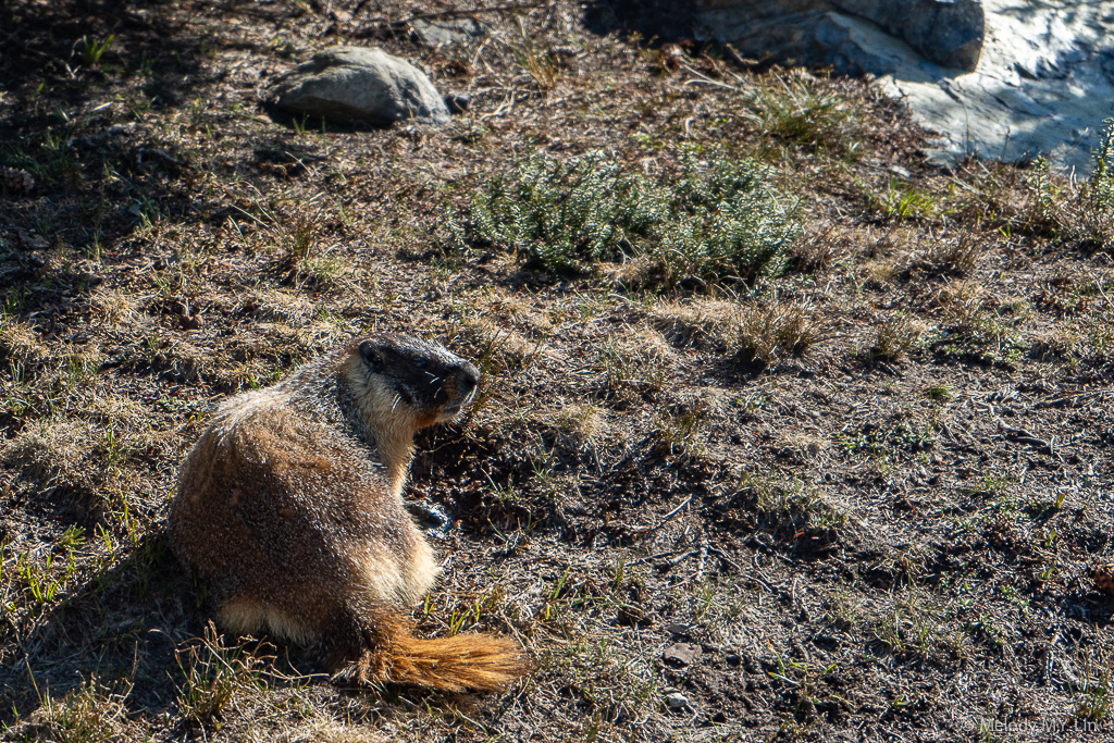 A marmot looks over its shoulder