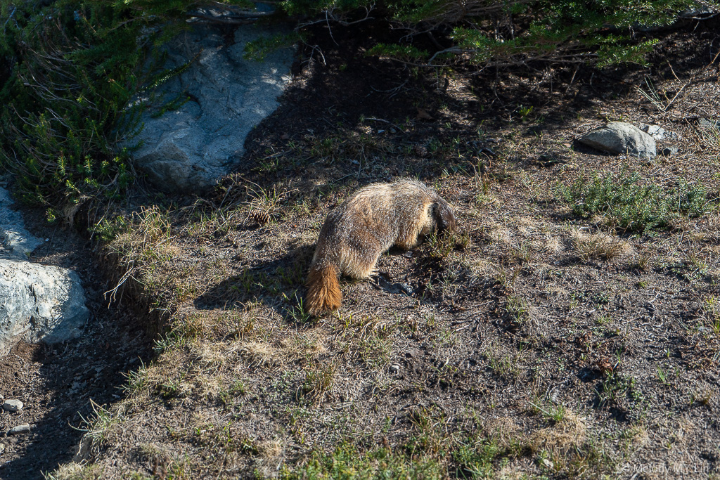 A marmot munching on grass