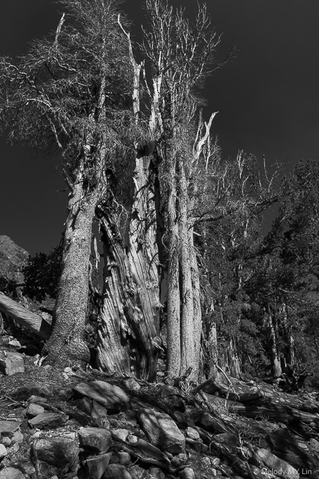 A cluster of bleached trees