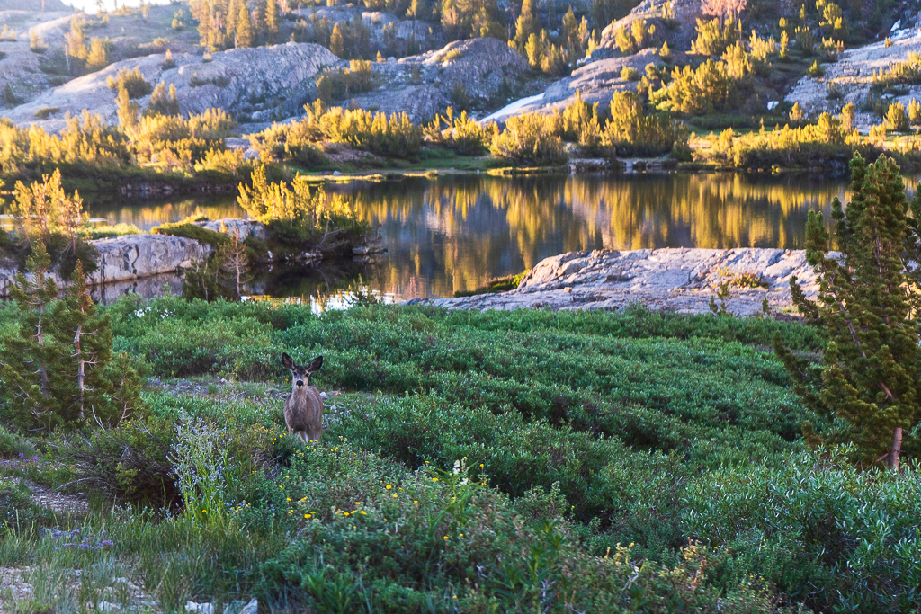 A deer looks at the camera