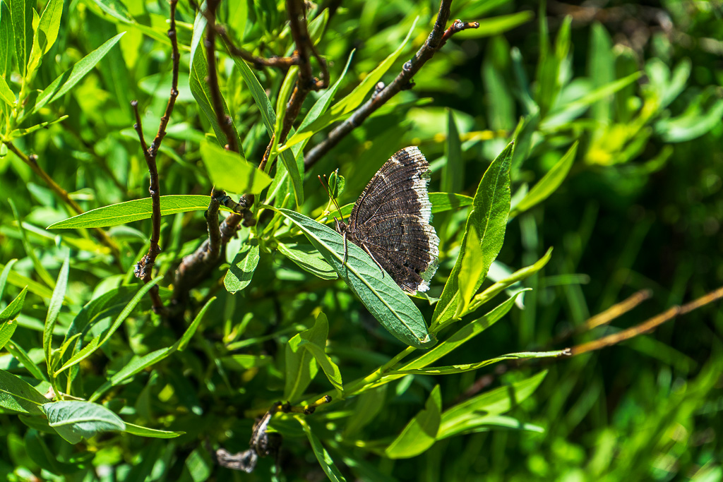 A butterfly rests on a leaf