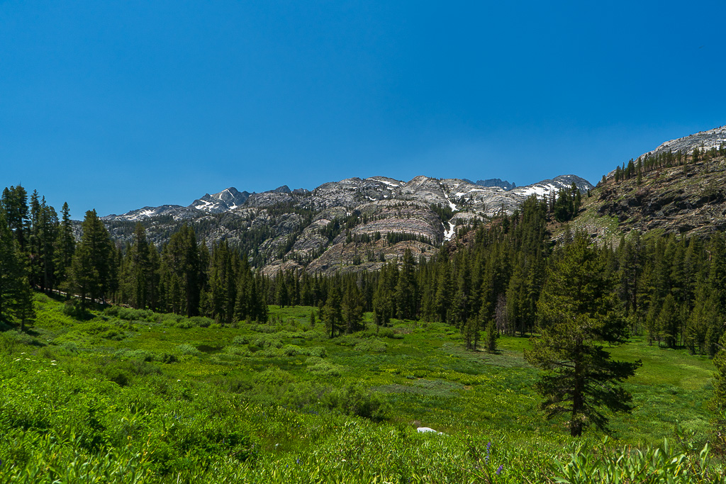 A large meadow with trees and snow on the mountains