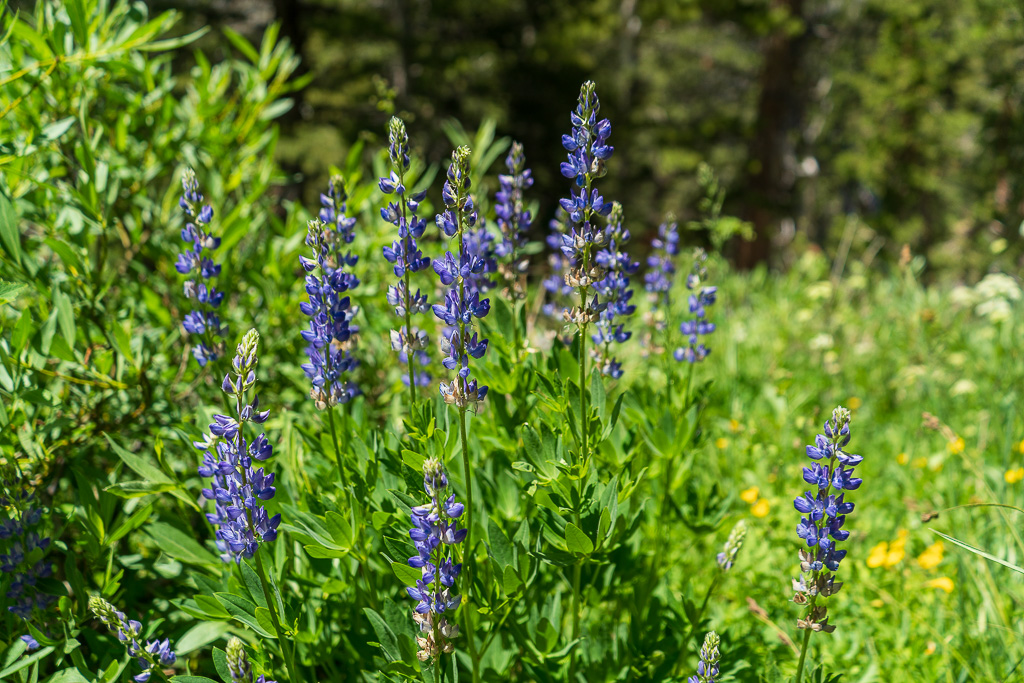 A cluster of lupins