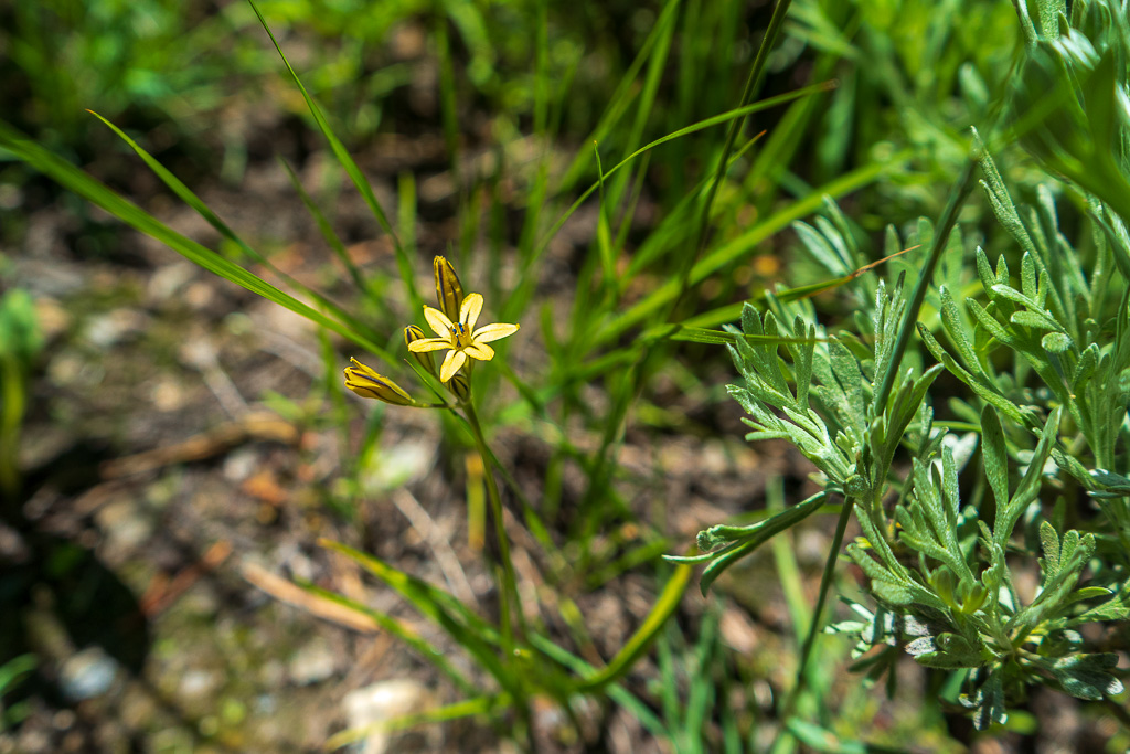 A small, yellow, star-shaped flower